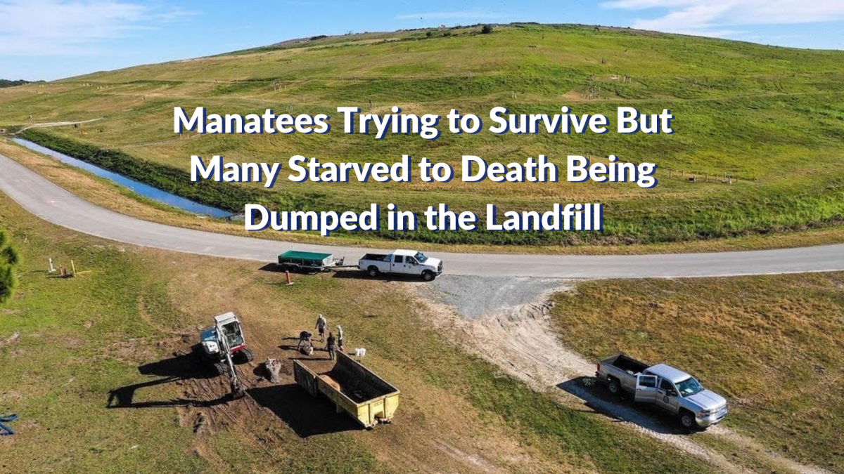 Manatees Trying to Survive but many starved to death and were dumped in the Landfill
