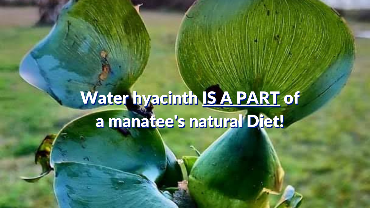 Information from Sea World: Water Hyacinth is part of Manatees’ Natural Diet